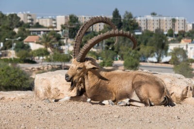 71293827 – visit to mitzpe ramon in southern israel